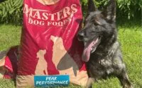 A photo of a working dog