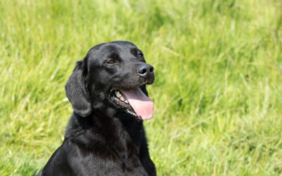A photo of a working dog