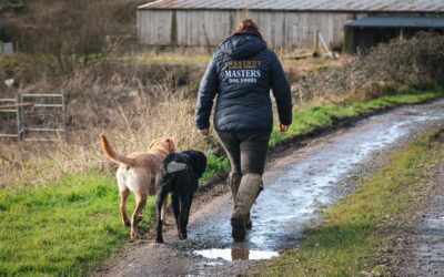 A photo of a working dog