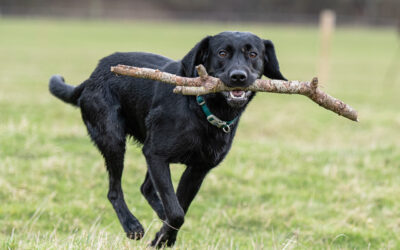 A photo of a working dog