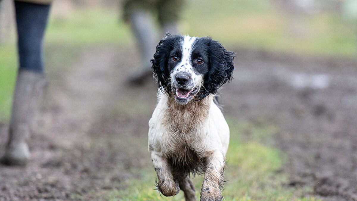 FREE Puppy Packs from Masters Dog Foods