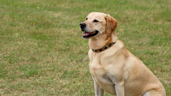 A photo of a working dog