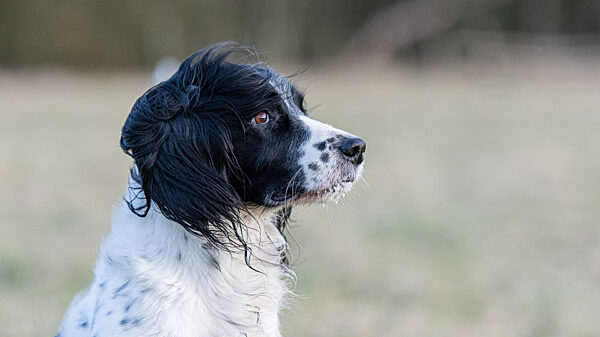 A photo of a working dog