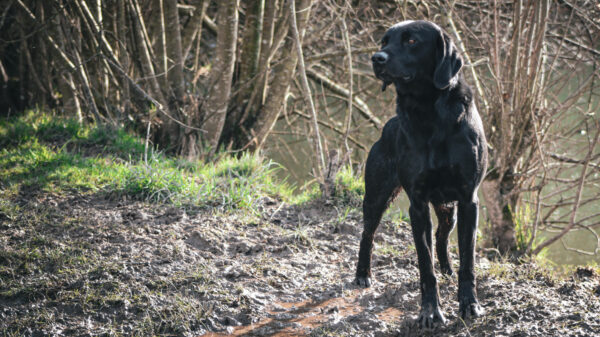 A photo of a working dog
